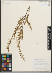Foto von Salix melanopsis Nutt.